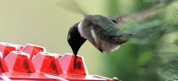 Karmnik dla kolibrów odporny na mrówki, do użytku na zewnątrz 1