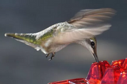 Karmnik dla kolibrów odporny na mrówki, do użytku na zewnątrz 3