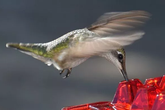 Karmnik dla kolibrów odporny na mrówki, do użytku na zewnątrz 3