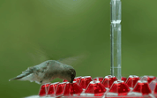 Karmnik dla kolibrów odporny na mrówki, do użytku na zewnątrz 6