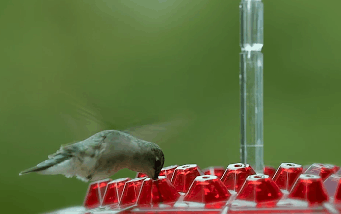 Karmnik dla kolibrów odporny na mrówki, do użytku na zewnątrz 6