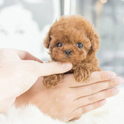 Realistyczny szczeniak robota 3